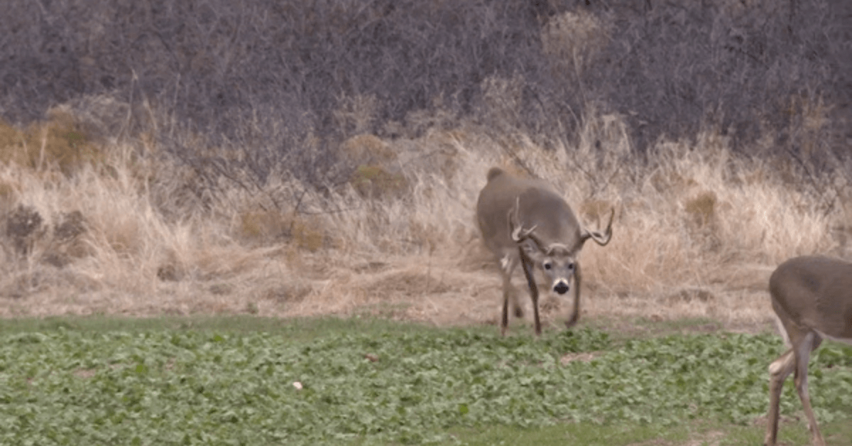 Featured Image for 5 Must-Have Rut Hunting Property Features
